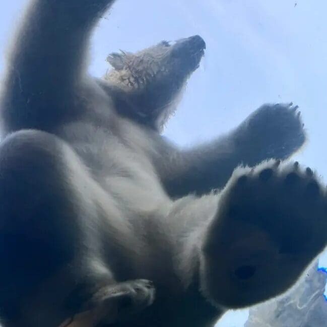 a polar bear is seen from below as it steps on a transparent surface. its large paw pads and fur are visible against a light blue sky background.
