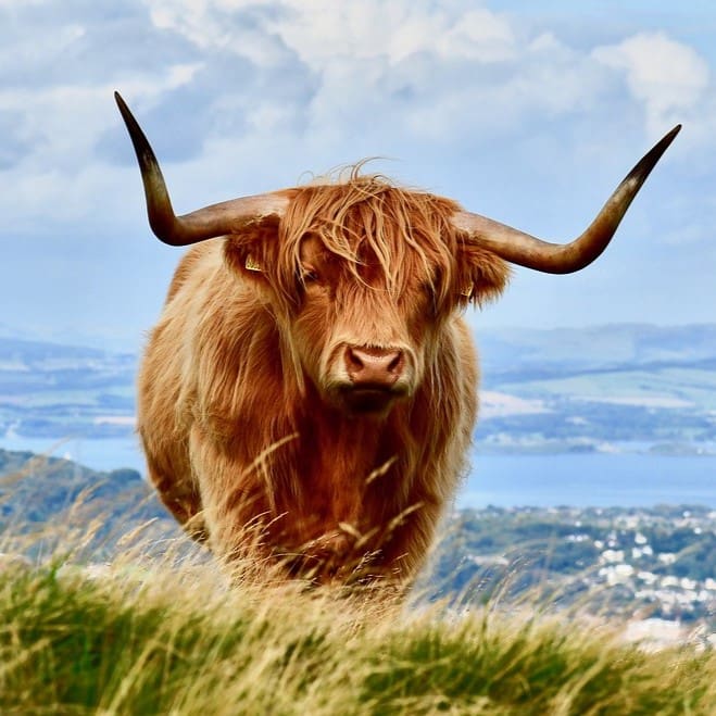 a highland cow with long, shaggy reddish-brown fur and curved horns stands on a grassy hill. the background features a scenic view of distant hills, water, and a cloudy sky.