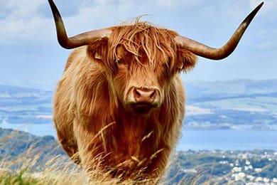 a highland cow with long, shaggy fur and large curved horns stands in a grassy field. the background shows a scenic view of hills, water, and a cloudy sky.